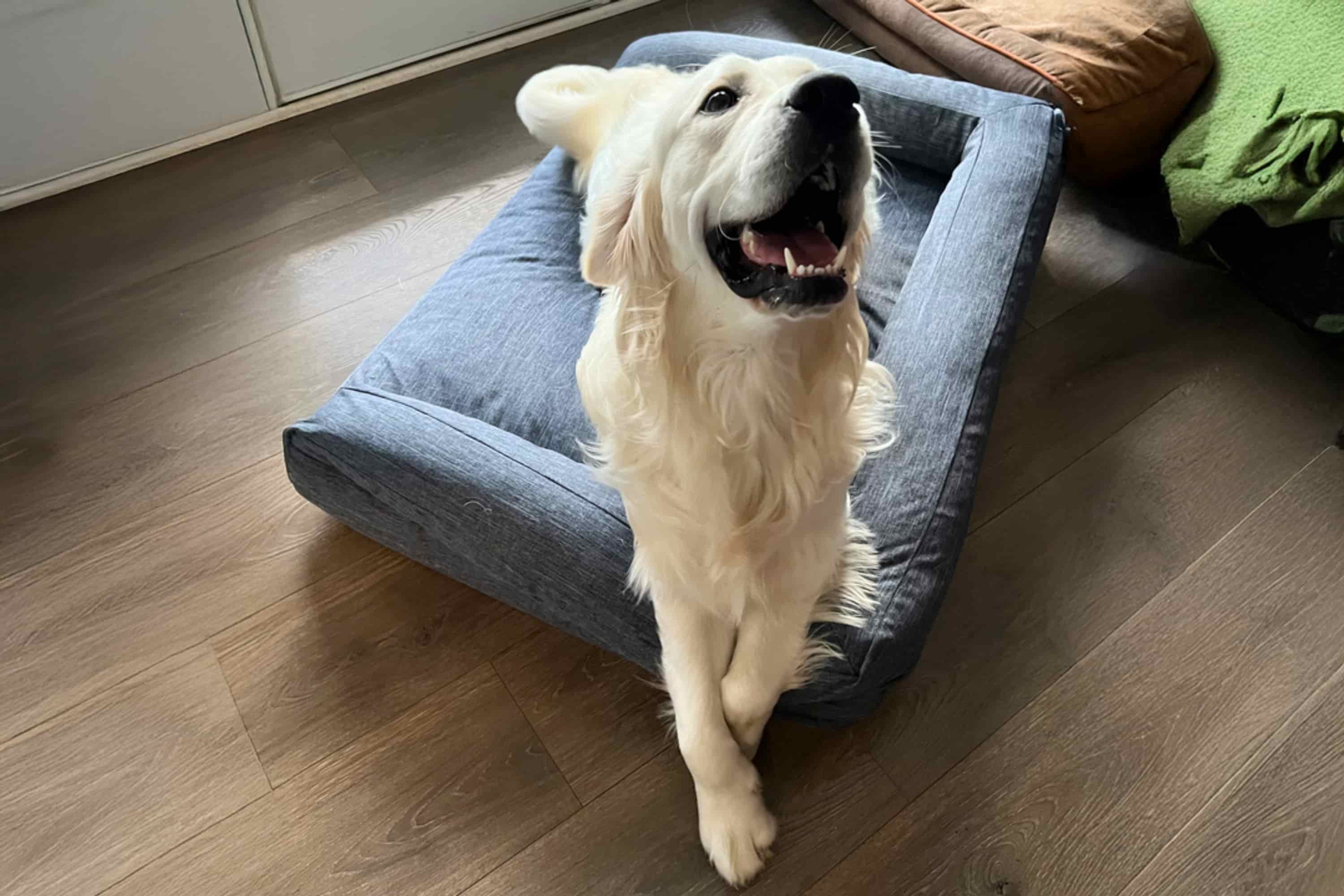Dog Bed Lounger